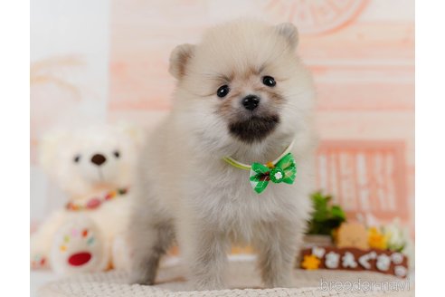 成約済の神奈川県のポメラニアン-302812の8枚目