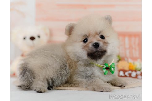 成約済の神奈川県のポメラニアン-302812の2枚目