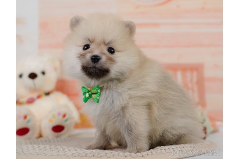 成約済の神奈川県のポメラニアン-302812の3枚目