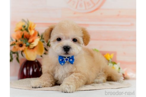 成約済の神奈川県のビションプー:ビションフリーゼ×トイプードル-302813の4枚目