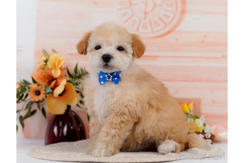 成約済の神奈川県のビションプー:ビションフリーゼ×トイプードル-302813の5枚目