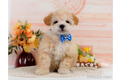 成約済の神奈川県のビションプー:ビションフリーゼ×トイプードル-302813の6枚目