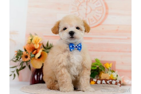 成約済の神奈川県のビションプー:ビションフリーゼ×トイプードル-302813の7枚目