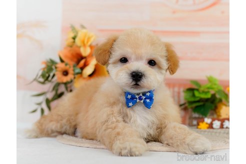 成約済の神奈川県のビションプー:ビションフリーゼ×トイプードル-302813の2枚目