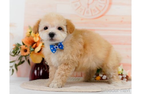 成約済の神奈川県のビションプー:ビションフリーゼ×トイプードル-302813の1枚目