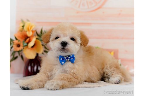 成約済の神奈川県のビションプー:ビションフリーゼ×トイプードル-302813の3枚目