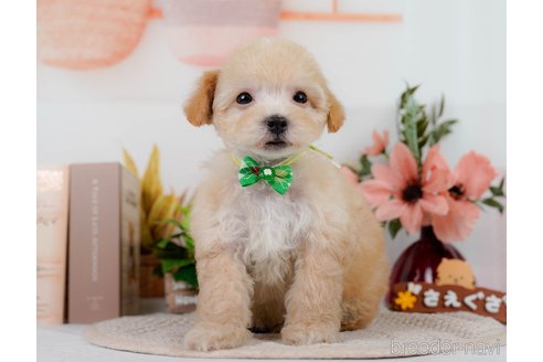 成約済の神奈川県のビションプー:ビションフリーゼ×トイプードル-302814の10枚目