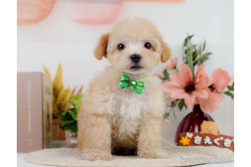 成約済の神奈川県のビションプー:ビションフリーゼ×トイプードル-302814の11枚目