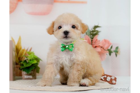 成約済の神奈川県のビションプー:ビションフリーゼ×トイプードル-302814の12枚目