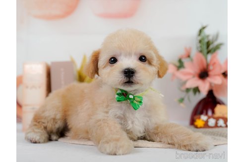 成約済の神奈川県のビションプー:ビションフリーゼ×トイプードル-302814の13枚目