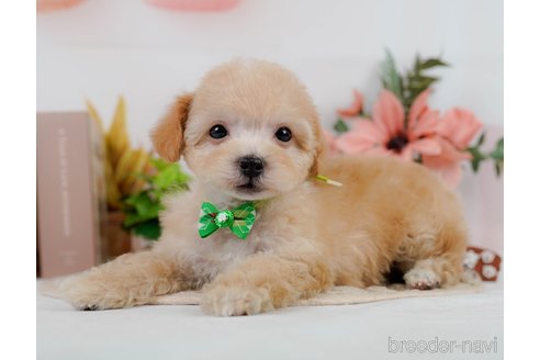 成約済の神奈川県のビションプー:ビションフリーゼ×トイプードル-302814の14枚目