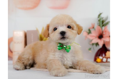 成約済の神奈川県のビションプー:ビションフリーゼ×トイプードル-302814の1枚目