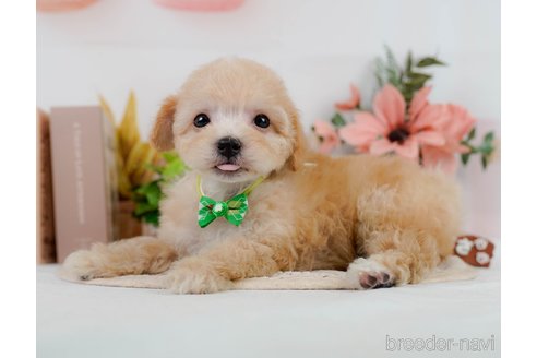 成約済の神奈川県のビションプー:ビションフリーゼ×トイプードル-302814の5枚目