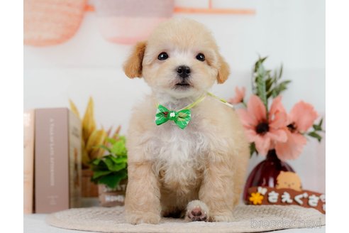 成約済の神奈川県のビションプー:ビションフリーゼ×トイプードル-302814の6枚目