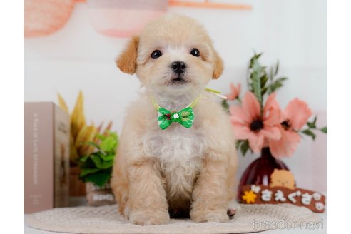 成約済の神奈川県のビションプー:ビションフリーゼ×トイプードル-302814の7枚目