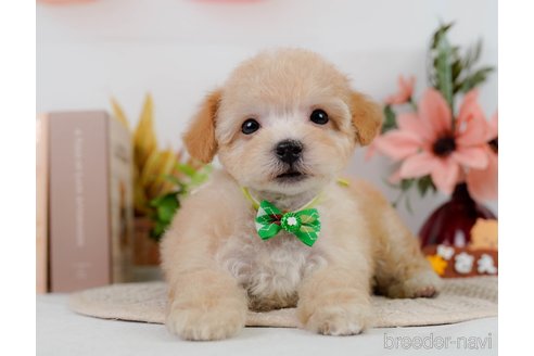 成約済の神奈川県のビションプー:ビションフリーゼ×トイプードル-302814の8枚目