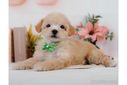 成約済の神奈川県のビションプー:ビションフリーゼ×トイプードル-302814の9枚目