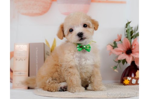 成約済の神奈川県のビションプー:ビションフリーゼ×トイプードル-302814の3枚目