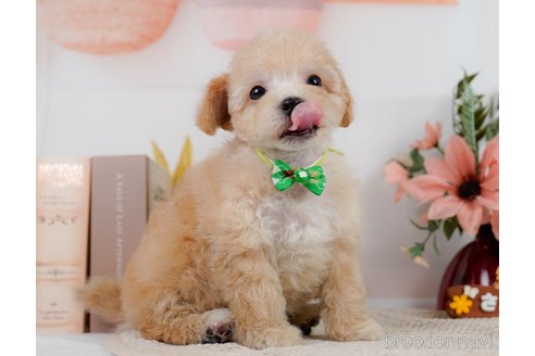 成約済の神奈川県のビションプー:ビションフリーゼ×トイプードル-302814の4枚目