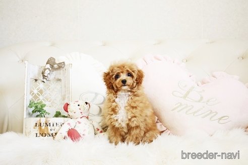 成約済の佐賀県のトイプードル-296310の5枚目