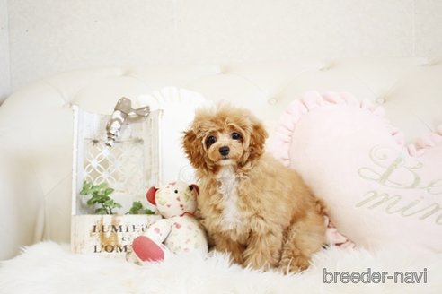 成約済の佐賀県のトイプードル-296310の4枚目