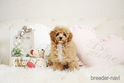 成約済の佐賀県のトイプードル-296310の3枚目