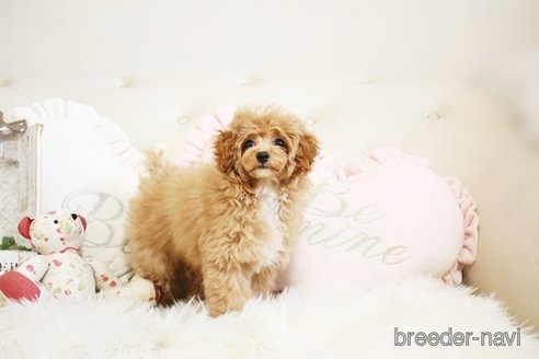 成約済の佐賀県のトイプードル-296310の2枚目