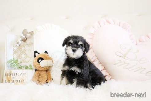 成約済の佐賀県のミニチュアシュナウザー-299901の1枚目