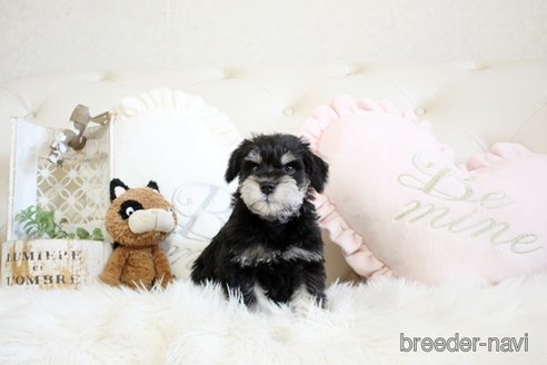 成約済の佐賀県のミニチュアシュナウザー-299901の5枚目