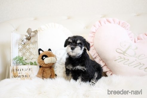 成約済の佐賀県のミニチュアシュナウザー-299901の3枚目