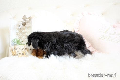 成約済の佐賀県のミニチュアシュナウザー-299901の2枚目