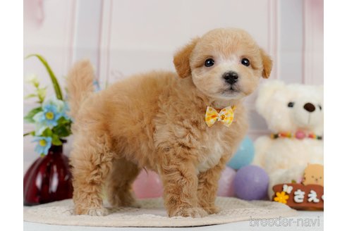 成約済の神奈川県のビションプー:ビションフリーゼ×トイプードル-302817の6枚目