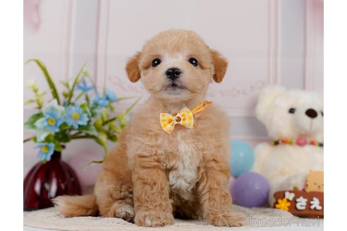 成約済の神奈川県のビションプー:ビションフリーゼ×トイプードル-302817の8枚目