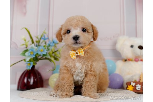 成約済の神奈川県のビションプー:ビションフリーゼ×トイプードル-302817の9枚目