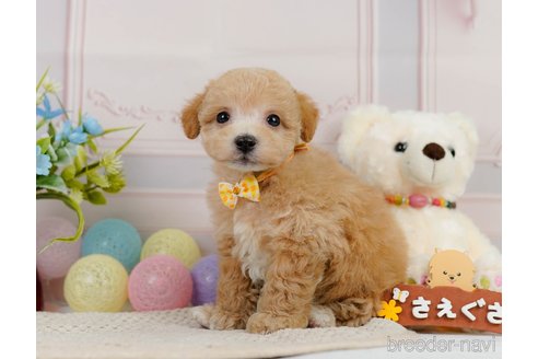 成約済の神奈川県のビションプー:ビションフリーゼ×トイプードル-302817の11枚目