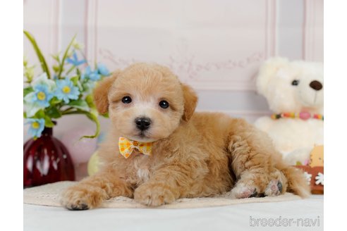 成約済の神奈川県のビションプー:ビションフリーゼ×トイプードル-302817の10枚目