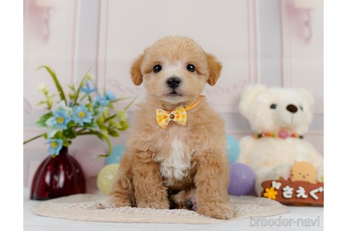 成約済の神奈川県のビションプー:ビションフリーゼ×トイプードル-302817