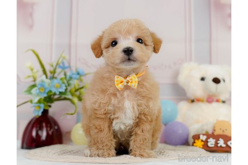 成約済の神奈川県のビションプー:ビションフリーゼ×トイプードル-302817の2枚目