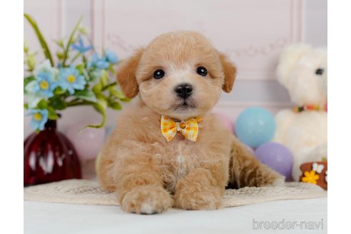 成約済の神奈川県のビションプー:ビションフリーゼ×トイプードル-302817の3枚目