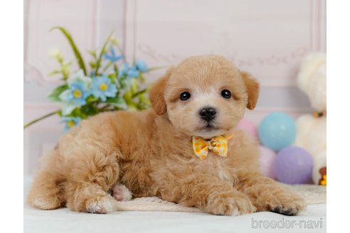 成約済の神奈川県のビションプー:ビションフリーゼ×トイプードル-302817の4枚目