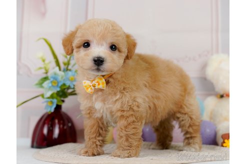 成約済の神奈川県のビションプー:ビションフリーゼ×トイプードル-302817の5枚目