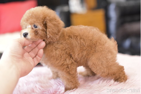 成約済の茨城県のトイプードル-300951の6枚目