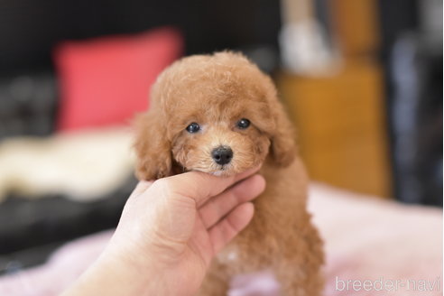 成約済の茨城県のトイプードル-300951の4枚目