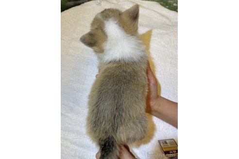 成約済の愛知県のウェルシュコーギーペンブローク-302836の5枚目