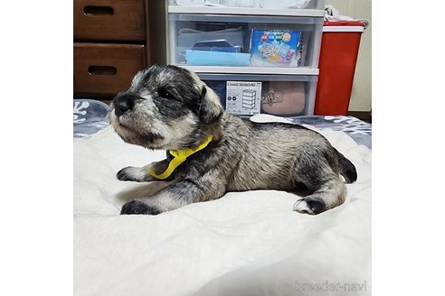 成約済の岡山県のミニチュアシュナウザー-301920の12枚目