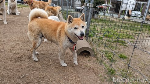 成約済の熊本県の豆柴-302848の3枚目