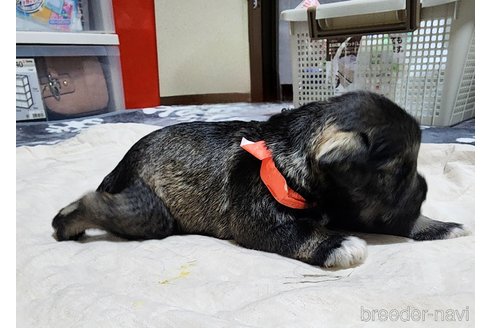 成約済の岡山県のミニチュアシュナウザー-301919の19枚目
