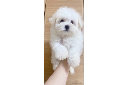 成約済の千葉県のマルプー:マルチーズ×トイプードル-301493の8枚目