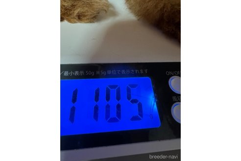 成約済の岡山県のタイニープードル-289568の11枚目