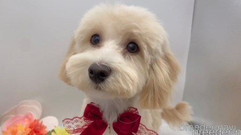 成約済の東京都のミックス犬-271813の10枚目